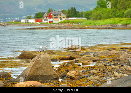 Europäische Silbermöwen (Larus Argentatus). Tromsø, Norwegen Stockfoto