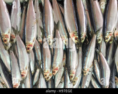 Nahaufnahme von frischen Sardinen Fisch oder lokalen namens JIkan Tambah auf dem Display am Fischmarkt. Stockfoto