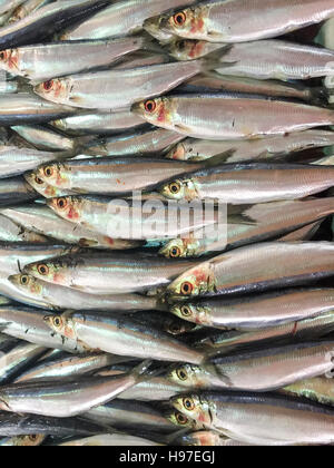 Nahaufnahme von frischen Sardinen Fisch oder lokalen namens JIkan Tambah auf dem Display am Fischmarkt. Stockfoto