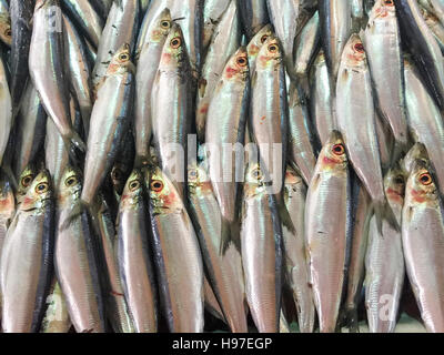 Nahaufnahme von frischen Sardinen Fisch oder lokalen namens JIkan Tambah auf dem Display am Fischmarkt. Stockfoto