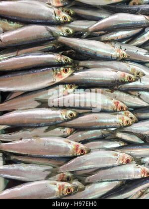 Nahaufnahme von frischen Sardinen Fisch oder lokalen namens Ikan Tamban auf dem Display am Fischmarkt. Stockfoto