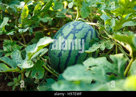 wachsende Wassermelone im Feld. Stockfoto