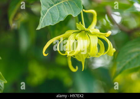 Parfüm-Baum oder Ylang Ylang Blume Nahaufnahme Stockfoto