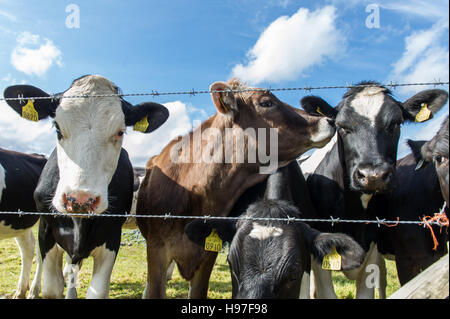 Kühe/Rinder weiden in einem Feld an einem schönen Tag hinter einem Stacheldrahtzaun. Stockfoto