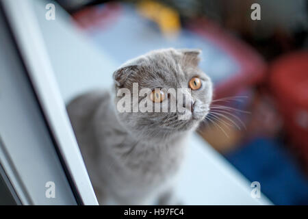 Porträt von scottish Fold Kätzchen sitzen am Fenster, selektiven Fokus Stockfoto