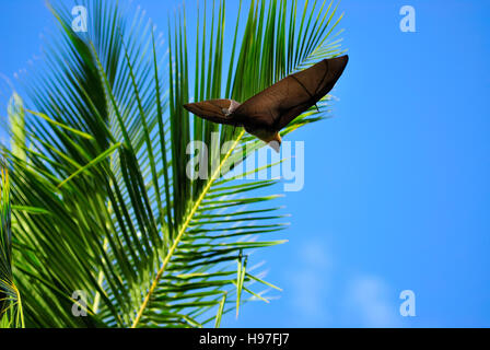 Seychellen-Flughund vorbeifliegen einer Palme Stockfoto
