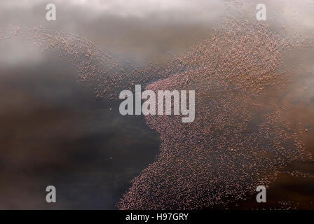 Luftaufnahme von Flamingos, Fütterung am Lake Natron, Tansania Stockfoto