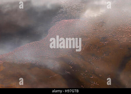 Luftaufnahme von Flamingos, Fütterung am Lake Natron, Tansania Stockfoto