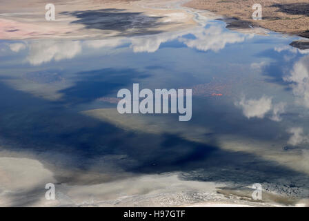 Luftaufnahme von Flamingos, Fütterung am Lake Natron, Tansania Stockfoto