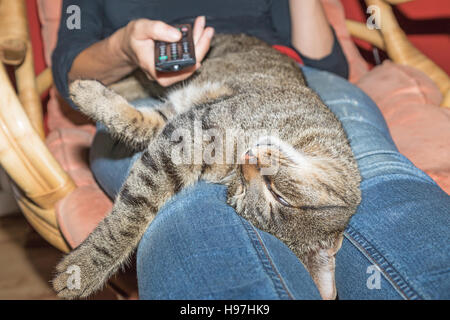 Gestreifte Katze gestreichelt wird. Zarte Frauenhand schaltet Programme per TV-Fernbedienung. Stockfoto