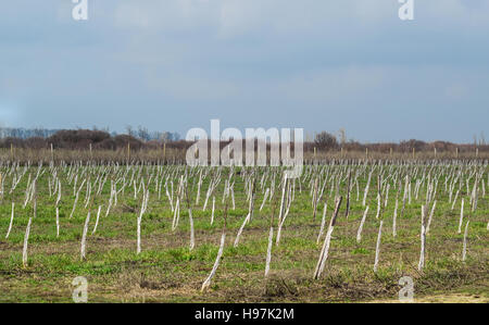 Junge mit Apfelbäumen. Anbau und Pflege von Obstgarten von Apfelbäumen. Stockfoto