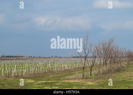 Junge mit Apfelbäumen. Anbau und Pflege von Obstgarten von Apfelbäumen. Stockfoto