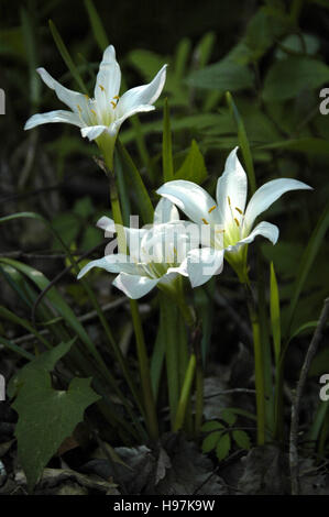 Lily, Atamasco (Zephyranthes ein.) Stockfoto