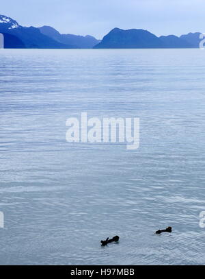 Fischotter schwimmen in der alaskischen Gletscher Wasser, Kenai Fjords National Park, Alaska Stockfoto