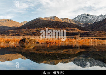 Ein Biber Lodge und Teich spiegelt die Farben des Herbstes von der Alaska Range mountains Stockfoto