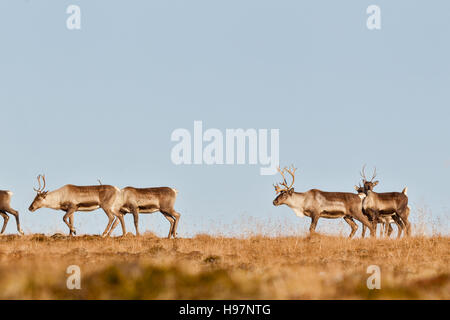 Caribou Herde in die Alaska Range Mountains während der Brunft im Herbst. Stockfoto