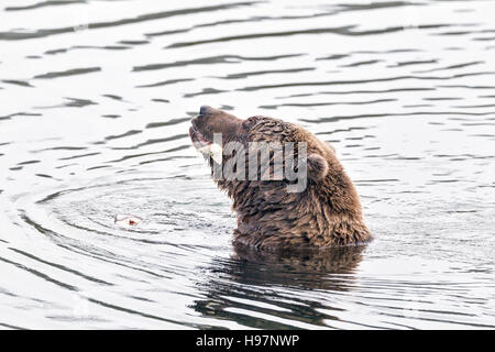 Weibliche Braunbären Schlemmen auf laichen Lachse in Katmai Nationalpark, Alaska Stockfoto