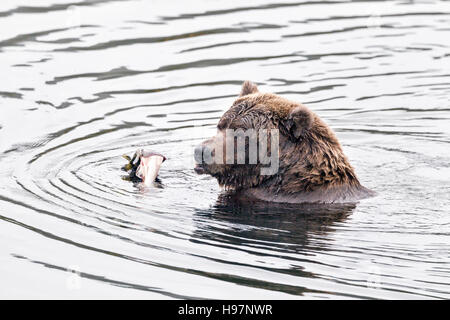 Weibliche Braunbären Schlemmen auf laichen Lachse in Katmai Nationalpark, Alaska Stockfoto