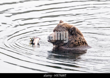 Weibliche Braunbären Schlemmen auf laichen Lachse in Katmai Nationalpark, Alaska Stockfoto