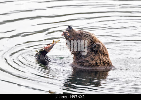 Weibliche Braunbären Schlemmen auf laichen Lachse in Katmai Nationalpark, Alaska Stockfoto