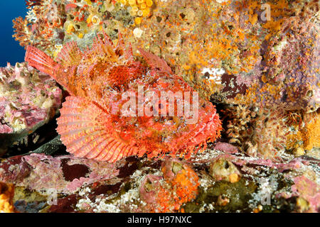 Stein-Drachenköpfe, entdeckt Pacific Drachenköpfe, Malpelo Insel, Kolumbien, Ost-Pazifik Stockfoto