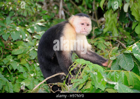 Gescheckte Kapuziner Affen, Regenwald, Gamboa, Panama Stockfoto