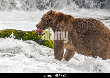 Männliche Braunbären fangen laichen rot Lachs an den Brooks Falls, Katmai Nationalpark, Alaska Stockfoto