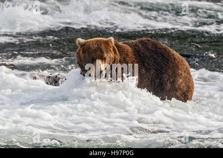 Ein männlicher Braunbär führt durch die Stromschnellen unter Brooks Falls, Katmai Nationalpark, Alaska Stockfoto