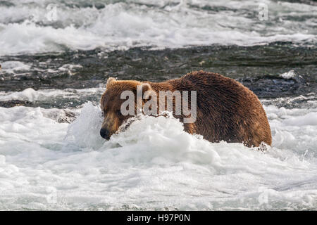 Ein männlicher Braunbär führt durch die Stromschnellen unter Brooks Falls, Katmai Nationalpark, Alaska Stockfoto