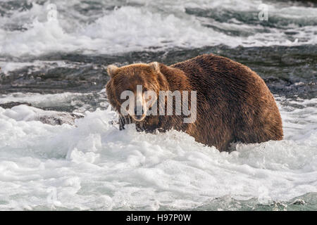 Ein männlicher Braunbär führt durch die Stromschnellen unter Brooks Falls, Katmai Nationalpark, Alaska Stockfoto