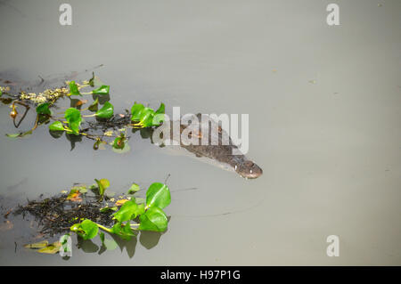 Leiter des amerikanischen Krokodils im Wasser, Regenwald, Gamboa, Panama Stockfoto