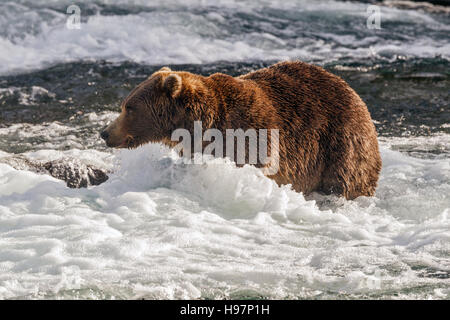 Ein männlicher Braunbär führt durch die Stromschnellen unter Brooks Falls, Katmai Nationalpark, Alaska Stockfoto