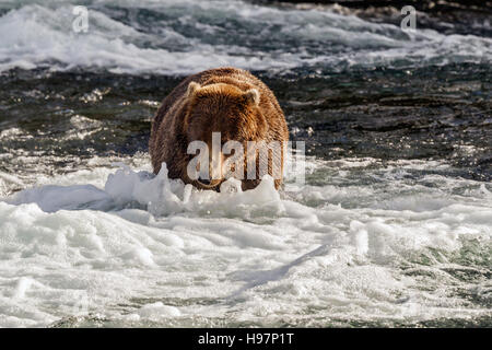 Ein männlicher Braunbär führt durch die Stromschnellen unter Brooks Falls, Katmai Nationalpark, Alaska Stockfoto