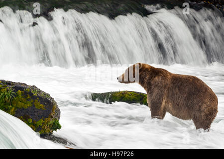 Eine Jugendliche männliche Küsten Braunbär sucht aktiv unter einem tosenden Wasserfall für Sockeye Lachse während ihrer migration Stockfoto