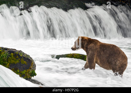 Eine Jugendliche männliche Küsten Braunbär sucht aktiv unter einem tosenden Wasserfall für Sockeye Lachse während ihrer migration Stockfoto