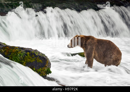 Eine Jugendliche männliche Küsten Braunbär sucht aktiv unter einem tosenden Wasserfall für Sockeye Lachse während ihrer migration Stockfoto