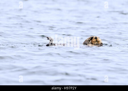 Nördlichen Seeotter Pflege beim rafting im Meer vor der Küste von Alaska Stockfoto