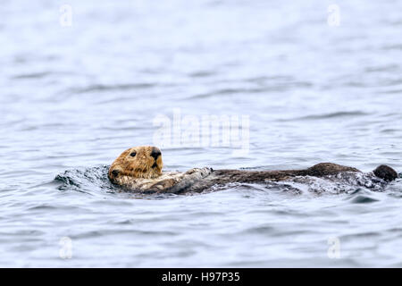 Nördlichen Seeotter rafting Schwimmen im Meer vor der Küste von Alaska Stockfoto