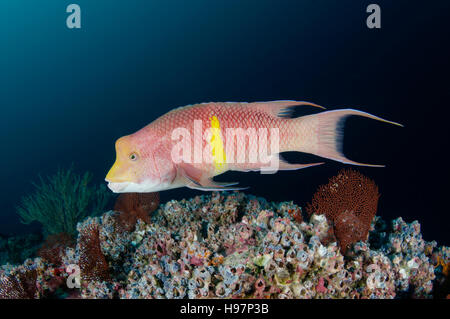 Mexikanische Lippfische, Malpelo Insel, Kolumbien, East Pacific Ocean Stockfoto