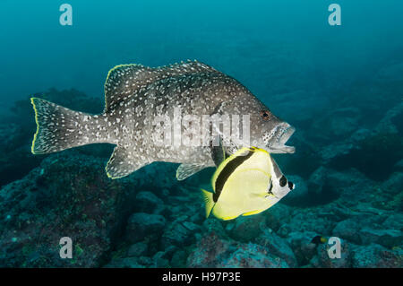 Leder-Bass mit Barberfish oder Blacknosed Butterflyfish, Malpelo Insel, Kolumbien, East Pacific Ocean Stockfoto