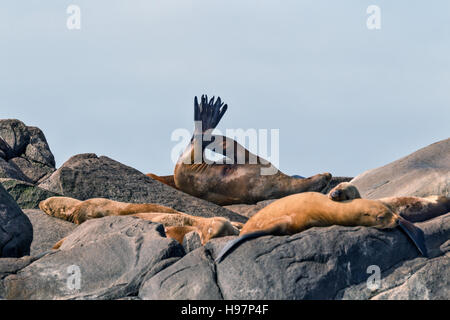 Steller Seelöwen, Alaska Stockfoto