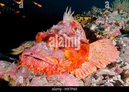 Stein-Drachenköpfe, entdeckt Pacific Drachenköpfe, Malpelo Insel, Kolumbien, Ost-Pazifik Stockfoto