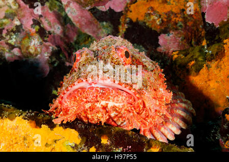 Stein-Drachenköpfe, entdeckt Pacific Drachenköpfe, Malpelo Insel, Kolumbien, Ost-Pazifik Stockfoto