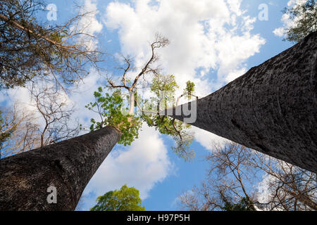 Baumkrone von zwei majestätischen Baobab-Bäume in Ankarafantsika Nationalpark. Wildnis-unberührte Natur-Szene. Provinz Mahajanga, Madagaskar Stockfoto