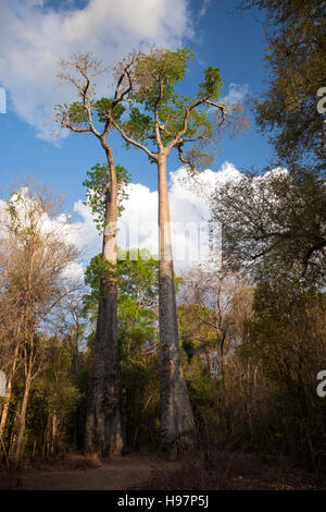 Zwei majestätischen Baobab-Bäume in Ankarafantsika Nationalpark. Wildnis-unberührte Natur-Szene. Provinz Mahajanga, Madagaskar Stockfoto