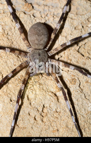 Zebra Riesenspinne Viridasius Fasciatus, Viridasius ist eine Gattung der Spinne endemisch in Madagaskar, in Fledermaushöhle in Ankarana Nationalpark leben. Madagaskar Stockfoto