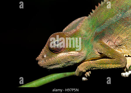 Pantherchamäleon (Furcifer Pardalis) im Regenwald am Farankaraina Tropical Park, Madagaskar Tier-und Pflanzenwelt. Nächtliche Foto Stockfoto
