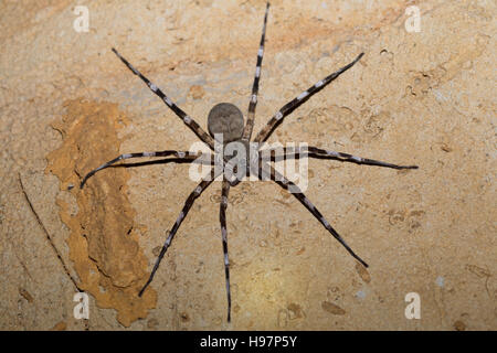 Zebra Riesenspinne Viridasius Fasciatus, Viridasius ist eine Gattung der Spinne endemisch in Madagaskar, in Fledermaushöhle in Ankarana Nationalpark leben. Madagaskar Stockfoto