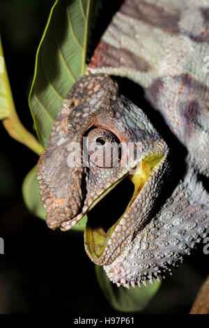 Wütend große Pantherchamäleon (Furcifer Pardalis) mit geöffneten Mund auf Ast im Regenwald im Ankarana Nationalpark. Madagaskars Tier-und Pflanzenwelt. nächtliche ph Stockfoto