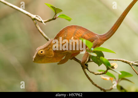 Parsons Chamäleon (Calumma Parsonii) ist eine große Art von Chamäleon auf kleinen Zweig Insekten Beute warten. Ambre. Andasibe - Analamazaotr Stockfoto